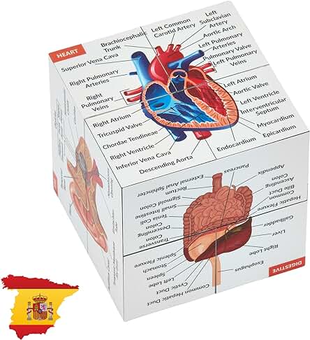 Cubo de Estudio de Anatomía Humana EN ESPAÑOL | Estudia 9 Partes del Cuerpo Humano | Cubo Modelo de Anatomía | Excelente Regalo para Enfermeras y Estudiantes de Medicina