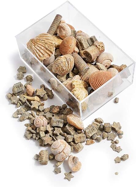 Namvo Fossil and Rock Box Set para Educación Geológica Escolar Decoración del Hogar Regalo para Niños