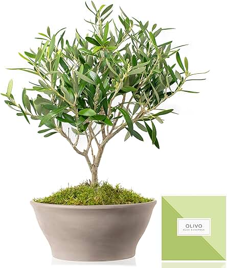 Árbol Olivo Natural 38 cm en Maceta Cerámica 23 cm Diámetro - Planta viva - Para Decorar tu Casa, Terraza o Jardín