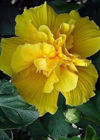 10 Dobles Semillas Raras Hibisco Amarillo cena Gigante Placa del Jardín de flor Exótica  