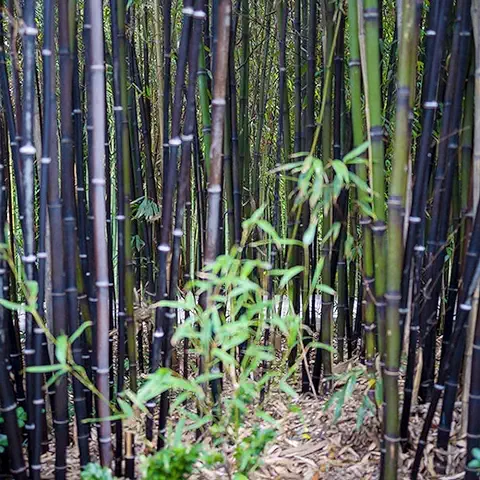 100 Piezas Raro Exótico Semilla De Bambu Árboles De Hierbas Negras Gran Adaptabilidad Fácil De Plantar Tiene Características De Sombra Purifica El Aire Reduce El Ruido  