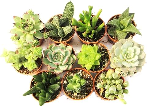 11 Suculentas Naturales, Raras y Coleccionables, sin Espinas, una Diferente de la Otra, 5,5 cm. Plants Naturales  