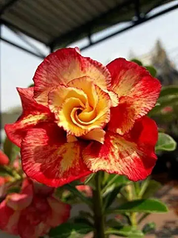 2 Semillas raro rojo Naranja rosa del Desierto Adenium Obesum de Flores Perennes Exótico  