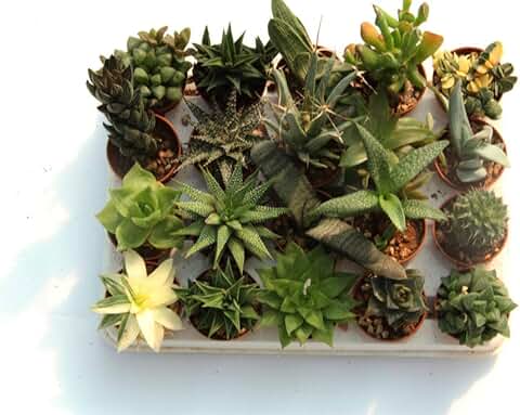 20 Suculentas Naturales, Raras y Coleccionables, sin Espinas, una Diferente de la Otra, 5,5 cm. Producción de Viggiano Cactus  