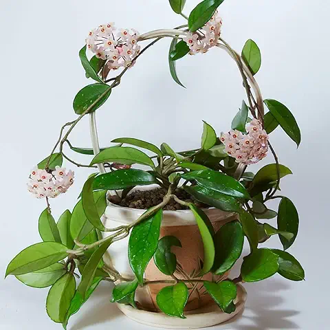 250 Piezas Hoya Carnosa Plant Climbing Plant Seeds - Serie de Plantas Raras - Regalos para los Amantes del Jardín Mini Garden Bee Meadow Seeds Semillas de Flores Silvestres Exóticas  