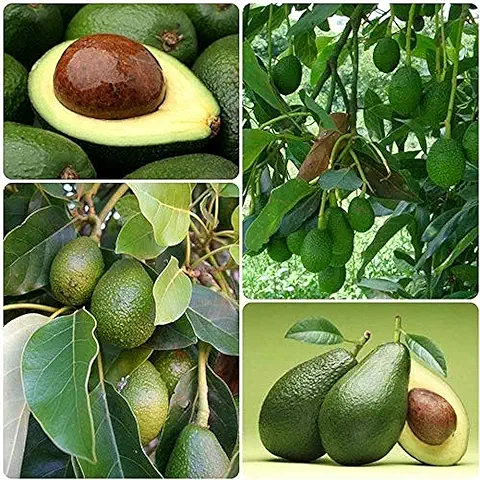 5 Piezas de Semillas de Aguacate Raras, Mágicas Semillas de árboles Frutales Exóticos Fáciles de Plantar para la Plantación de Balcones de Jardín Interior  