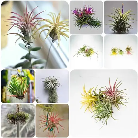 500 Piezas Semillas de Tillandsia - Plantas Verdes, Plantas en Maceta Resistentes, Tillandsia Cyanea, Plantas de Interior, Plantas de Otoño, Plantas Raras y Resistentes, Semillas Exóticas, P  