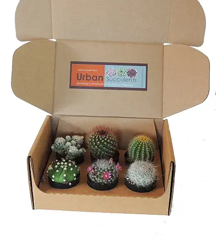 6 Unidades de Mini Cactus Naturales Plantas de Interior o Exterior  
