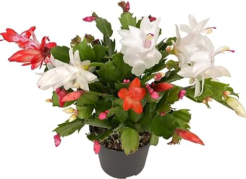 Cactus de Flores Folgantes - Schlumbergera - Planta Natural de Interior  