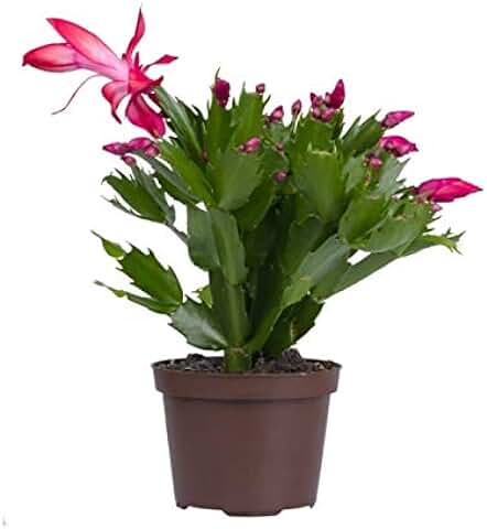 Cactus de Navidad, Santa Teresita o Schlumbergera Planta Natural Planta de Navidad  