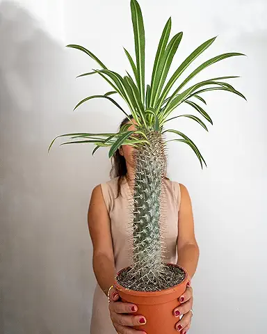 Cactus Palmera Raro de Madagascar PACHYPODIUM Lamerei Planta Suculenta Exotica  