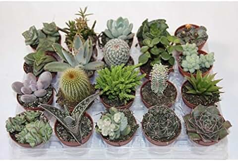 Cactus y Planta Suculenta y Crasa (20 Unidades) (maceta 5,5 cm ø)  
