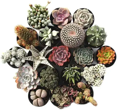 Cactus y Suculentas | DECOALIVE | Pack de 5 Plantas Diferentes | Plantas Crasas Naturales  
