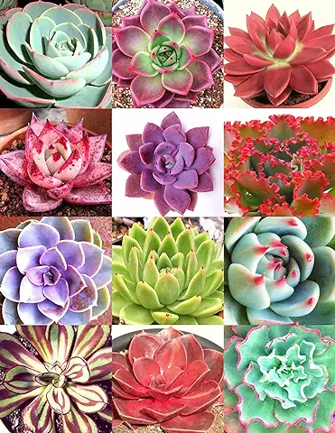 Color de la Mezcla ECHEVERIA, rara Exótico HEN y Polluelos Suculentos de Semillas de Floración 100 Semillas  