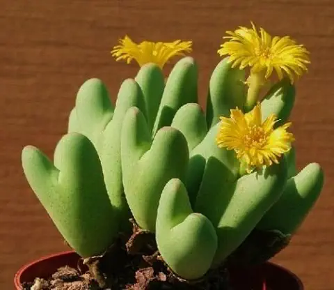 Conophytum Bilobum rara Mesemb Exóticas Piedras semi roca viva Semillas 30 Semillas  