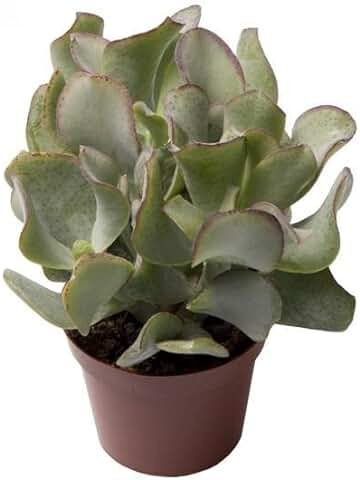 Crassula Arborescens o Árbol del Dinero Natural Planta Resisitente de Bajo Mantenimiento  