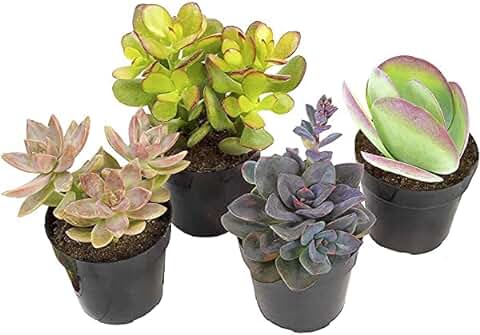 Cuatro Plantas Suculentas Naturales de Tamaño Pequeño Fáciles de Mantener  