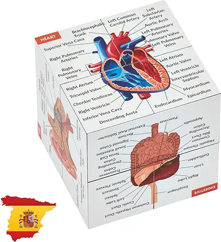 Cubo de Estudio de Anatomía Humana EN ESPAÑOL | Estudia 9 Partes del Cuerpo Humano | Cubo Modelo de Anatomía | Excelente Regalo para Enfermeras y Estudiantes de Medicina  