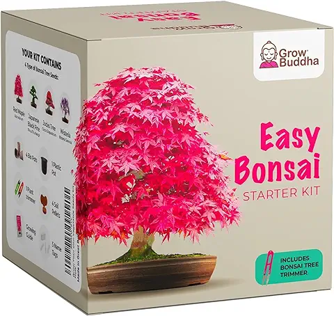 Cultiva tu Propio Bonsái: Cultiva Fácilmente 4 Tipos de árboles de Bonsái con Nuestro Completo kit de Semillas para Principiantes, Ideal para Principiantes, set de Regalo, idea de Regalo única  