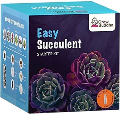 Cultiva tu Propio Kit de Suculentas Cultiva Fácilmente 6 Hermosas Variedades de Plantas Vivas con Nuestro Completo kit de Inicio de Plantas Suculentas de Interior para Principiantes  