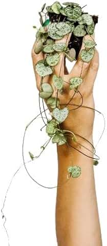 DECOALIVE Ceropegia Woodii Planta Collar de Corazones Suculenta Natural Exclusiva  