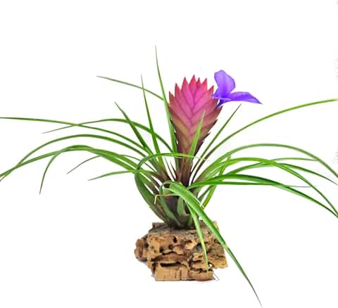 DECOALIVE Clavel del Aire de Color Rosa Planta Tillandsia Anita  