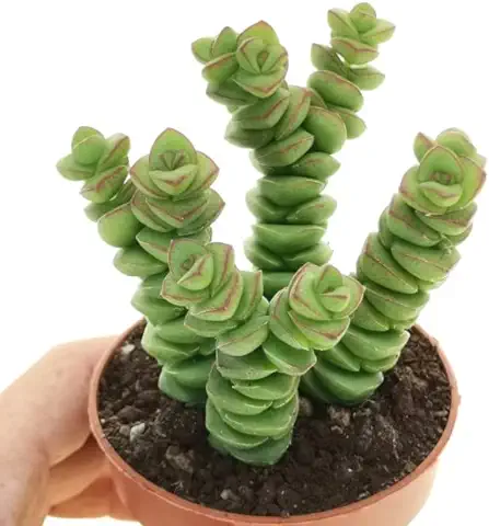 DECOALIVE Crassula Hottentot Suculenta Collar Jade Planta Natural Interior y Exterior  