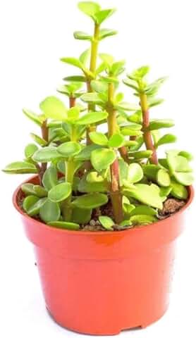 DECOALIVE Árbol del Dinero Portulacaria Planta Suculenta, 8435712006170  