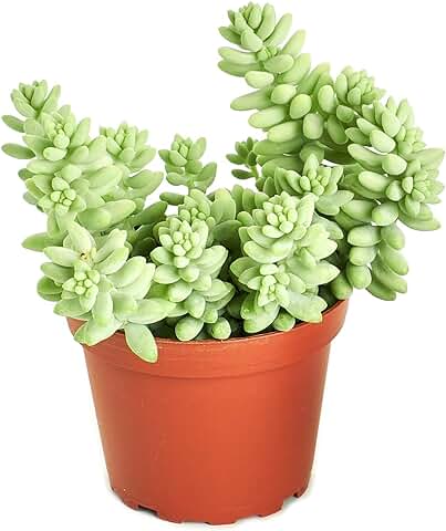 DECOALIVE Sedum Burrito ⌀11 cm Planta Suculenta Natural para Interior y Exterior  