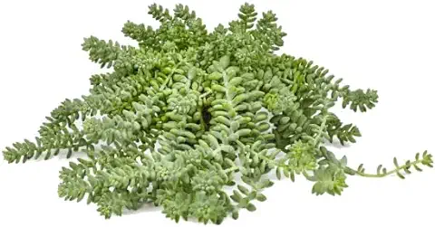 DECOALIVE Sedum Burrito Planta Suculenta Natural Sedum Morganianum Planta Viva  