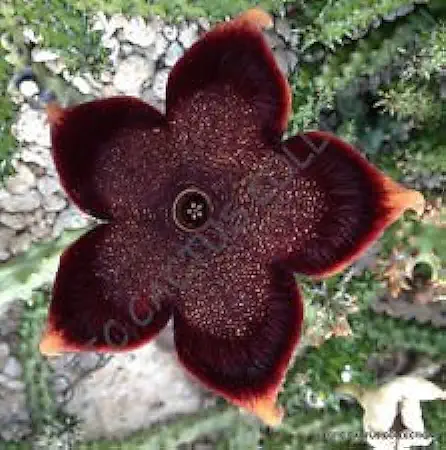 Edithcolea Grandis, Huernia rara Exótica Orbea Suculento de Stapelia Semilla -5 Semillas  