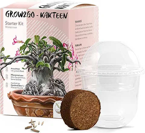 GROW2GO Cactus Starter Kit - Juego de Plantación de Mini-invernadero, Semillas de Cactus y Tierra - idea de Regalo Sostenible para los Amantes de las Plantas (Adenium Obesum)  