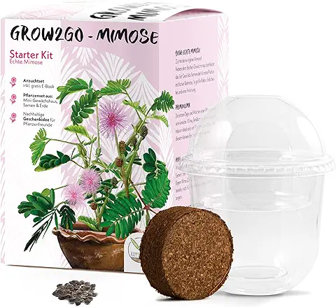 GROW2GO Mimosa Pudica Starter Kit de Cultivo - Mini Invernadero, Semillas de Mimosa y Juego de Plantación de Tierra - idea de Regalo Sostenible para los Amantes de las Plantas  