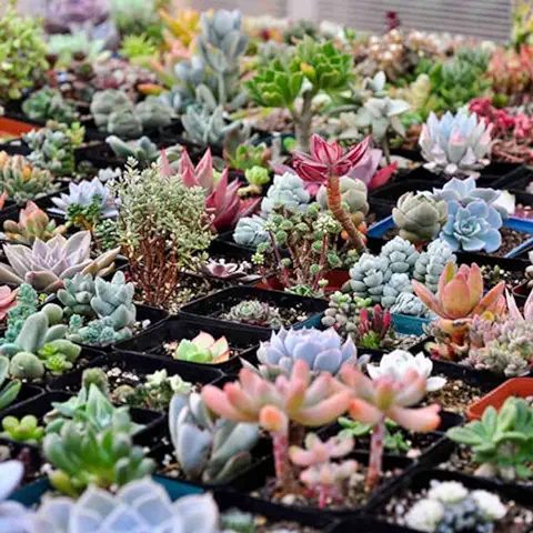 Haloppe 100 Unids Semillas de Plantas Suculentas para la Plantación de Jardín en el Hogar, Plantas Raras Mixtas Jardín Exótico Lithops Semillas Suculentas Decoración en Maceta  