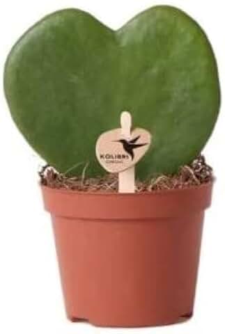 Hoya Kerrii Planta Suculenta Natural en Forma de Corazón  