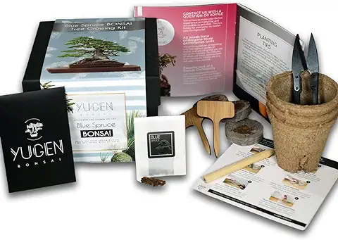 Kit de Cultivo de árbol de Bonsái de Abeto azul  