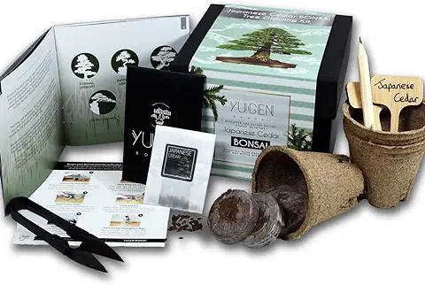 Kit de Cultivo de árbol de Bonsái de Cedro Japonés  