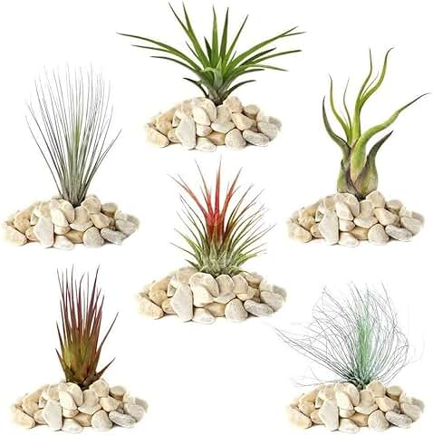 Mezcla de Tillandsia - 5 Plantas - Planta Aérea de Interior para Casa Vivarium Terrarium  