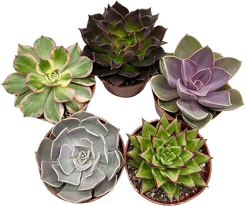 Mini Plantas Suculentas DECOALIVE Combo de 5 Unidades Diferentes  