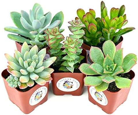 Mix de Cinco Suculentas Naturales Mini Plantas Crasas Ideales para Decorar el Hogar  