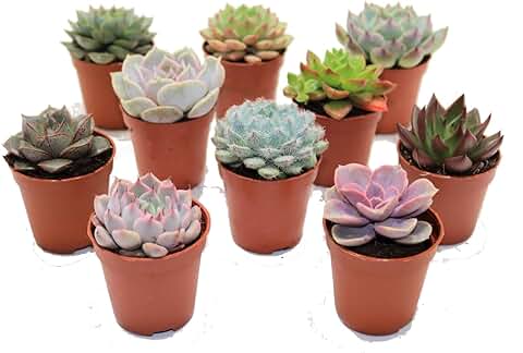 Mix de Diez Suculentas Naturales Mini Plantas Crasas Ideales para Decorar el Hogar  