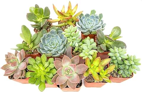 Pack 10 Exclusivas Suculentas Plantas Naturales para Coleccionistas  