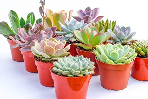 Pack 10 Exóticas Suculentas Plantas Naturales Frescas para Decorar Tu Hogar  