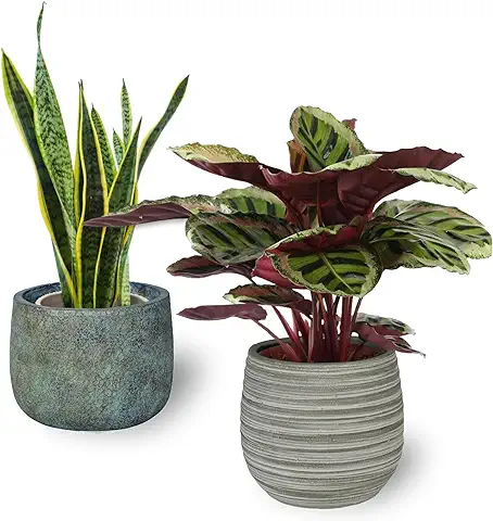 Pack 2 Plantas Naturales de Interior: Maranta + Sansevieria Lengua de Suegra Para Decoración de Casa u Oficina  