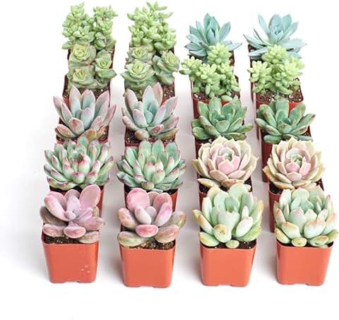 Pack de 20 Crasas y Suculentas Mix 5cm Plantas Naturales  