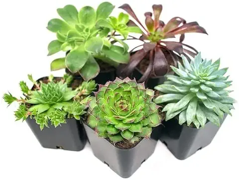 Pack de 5 Suculentas Mini Plantas Naturales Perfecta para Principiantes  