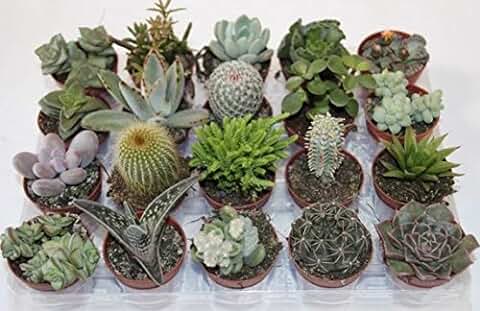 PCMOVILES 10 CACTUS NATURALES DIFERENTES EN MACETA DE 5CM  