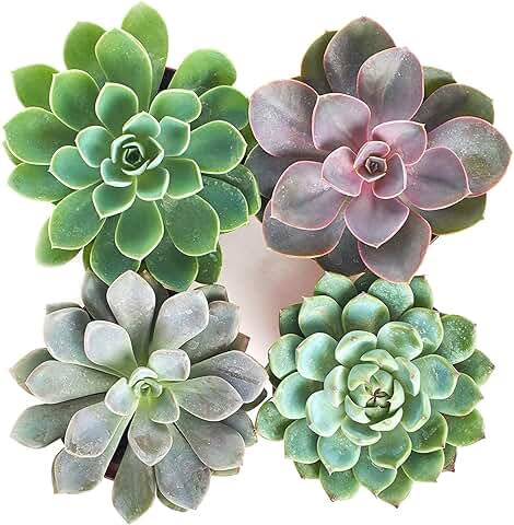 Plantas Suculentas Echeveria DECOALIVE Mini Plantas Crasas Naturales  