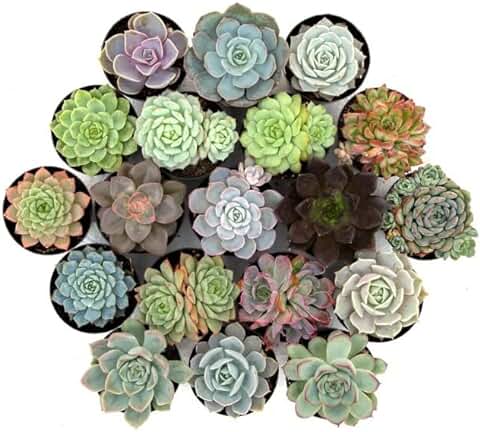 Plantas Suculentas Naturales | DECOALIVE | Pack de 5 Plantas Diferentes | Plantas Crasas  