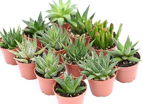 Plantas Suculentas Naturales Tipo Haworthia y Aloe Pack de Plantas Crasas para Exterior e Interior (5)  